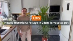 Kentia Palm In 24cm Terracotta Plastic Grow Pot 6 Kentia Palm In 24cm Terracotta Plastic Grow Pot -Greenie Shop kentia palm in 24cm terracotta plastic grow pot3663602462378 ven en bq