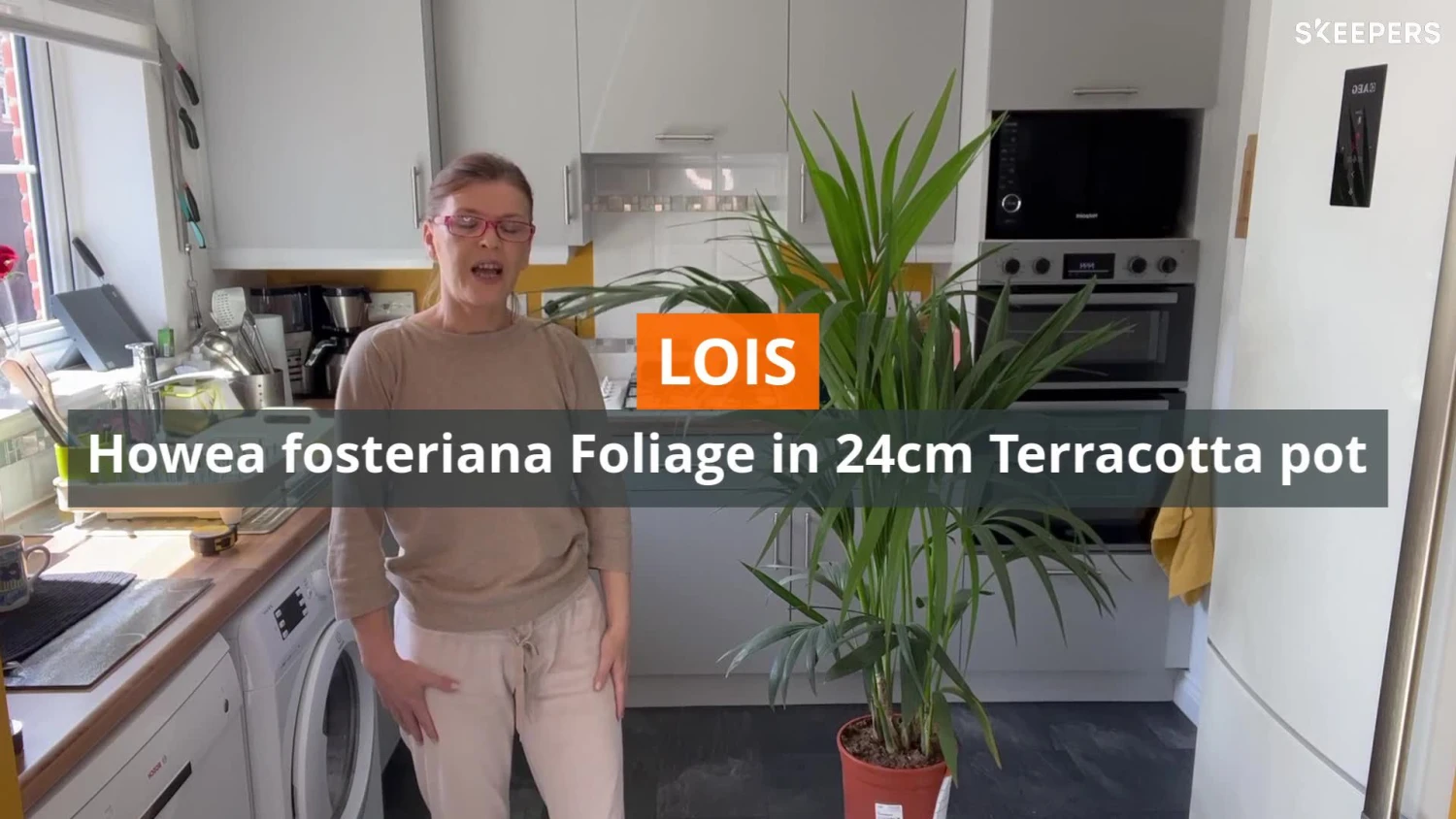 Kentia Palm In 24cm Terracotta Plastic Grow Pot 4 Kentia Palm In 24cm Terracotta Plastic Grow Pot - Image 2