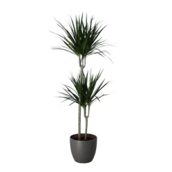 Never Plant In 24cm Assorted Ceramic Decorative Pot 7 Never Plant In 24cm Assorted Ceramic Decorative Pot -Greenie Shop never plant in 24cm assorted ceramic decorative pot5059340827834 22c