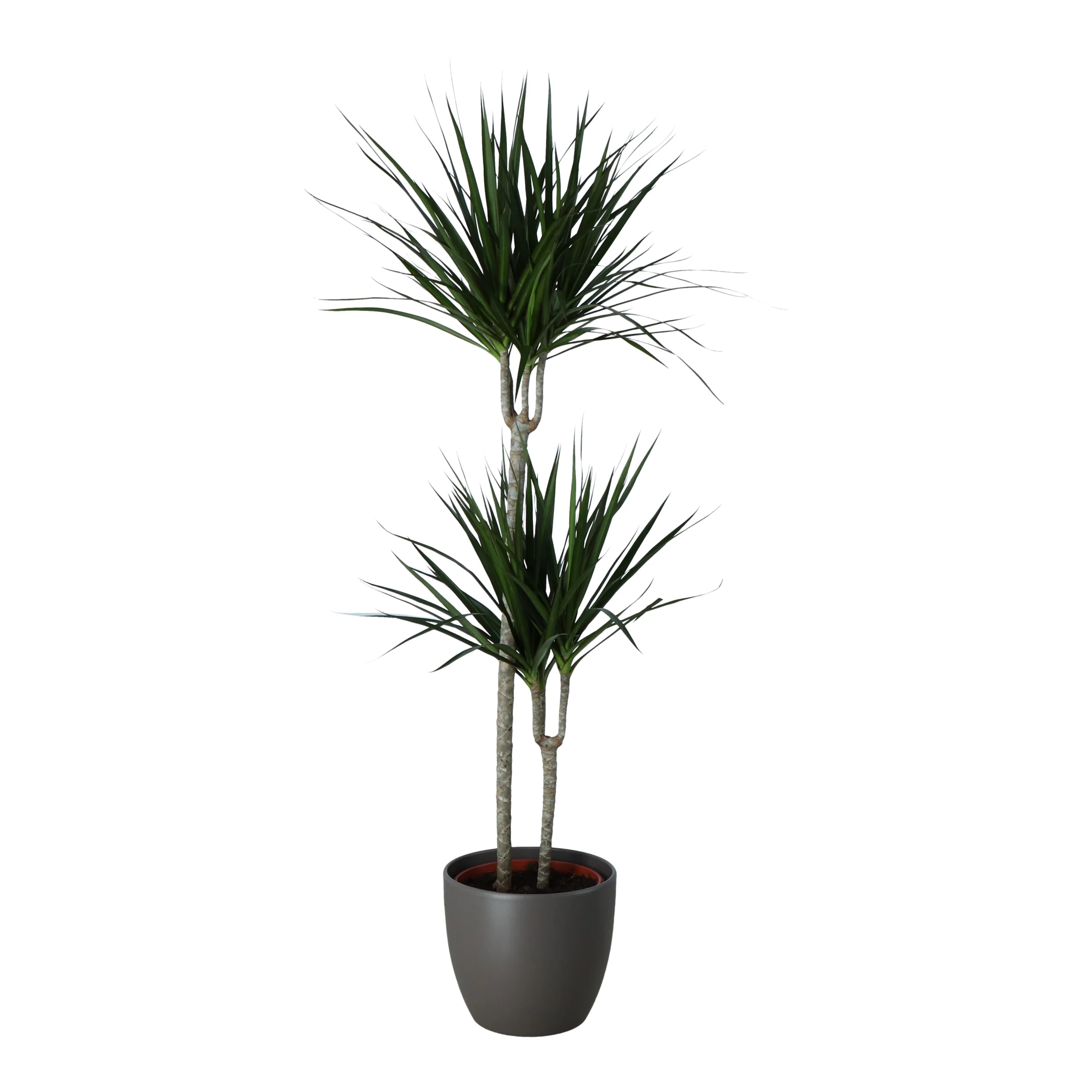 Never Plant In 24cm Assorted Ceramic Decorative Pot 5 Never Plant In 24cm Assorted Ceramic Decorative Pot - Image 3