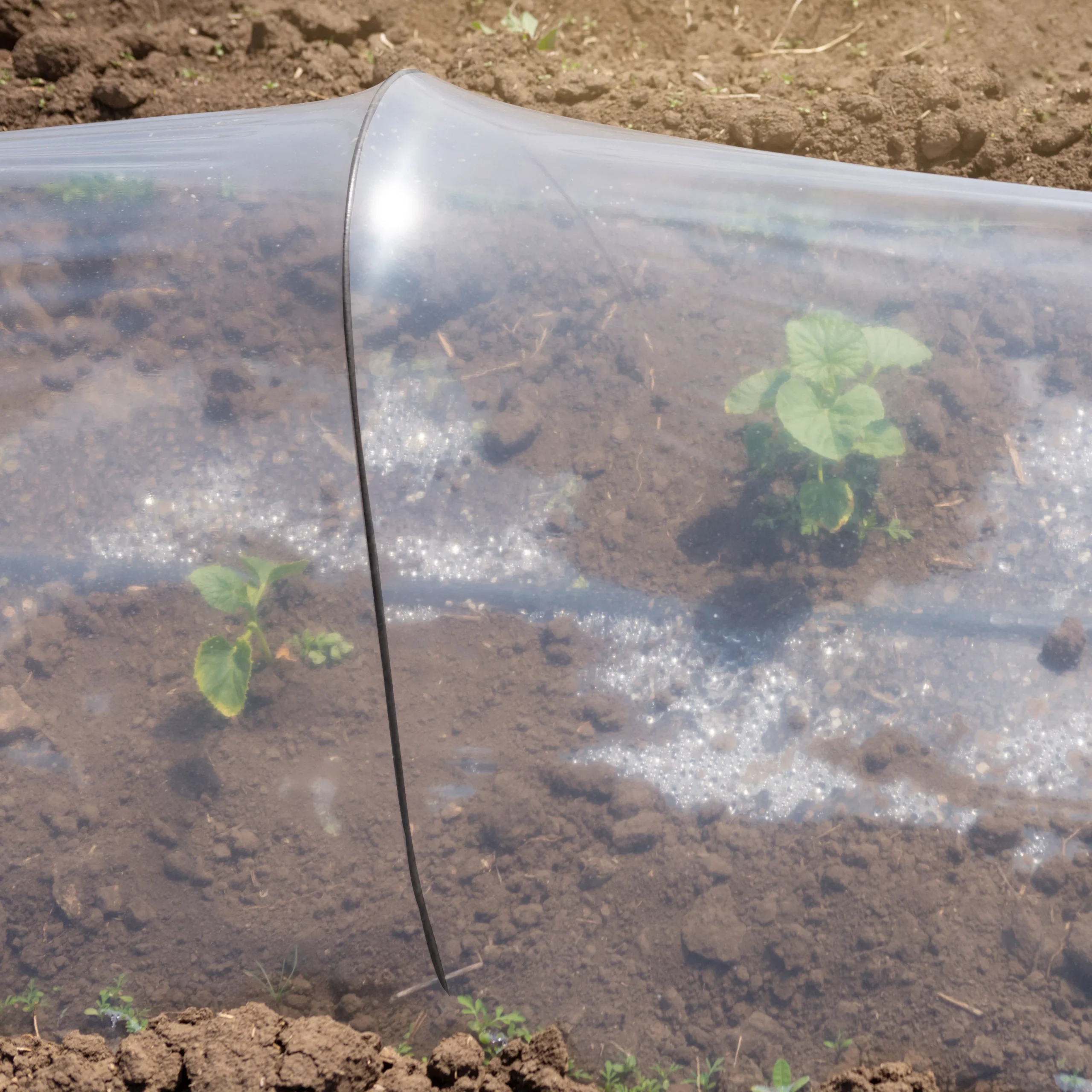 Panacea Steel Curved Plant Cloche Support (L)55cm (Dia)100cm, Pack Of 3 4 Panacea Steel Curved Plant Cloche Support (L)55cm (Dia)100cm, Pack Of 3 - Image 2