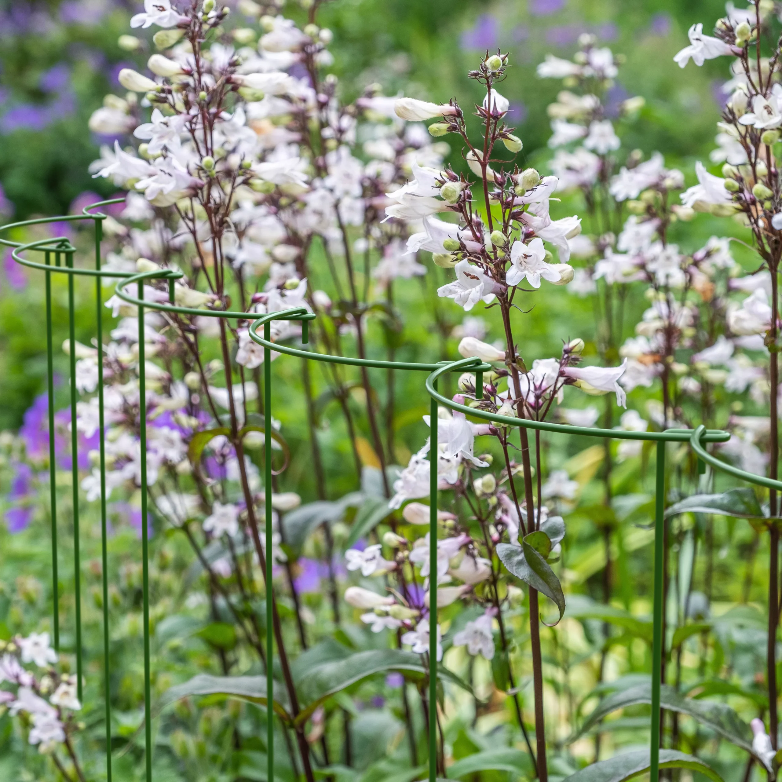 Panacea Steel Curved Plant Support Frame (L)60cm (Dia)25cm, Set Of 4 4 Panacea Steel Curved Plant Support Frame (L)60cm (Dia)25cm, Set Of 4 - Image 2