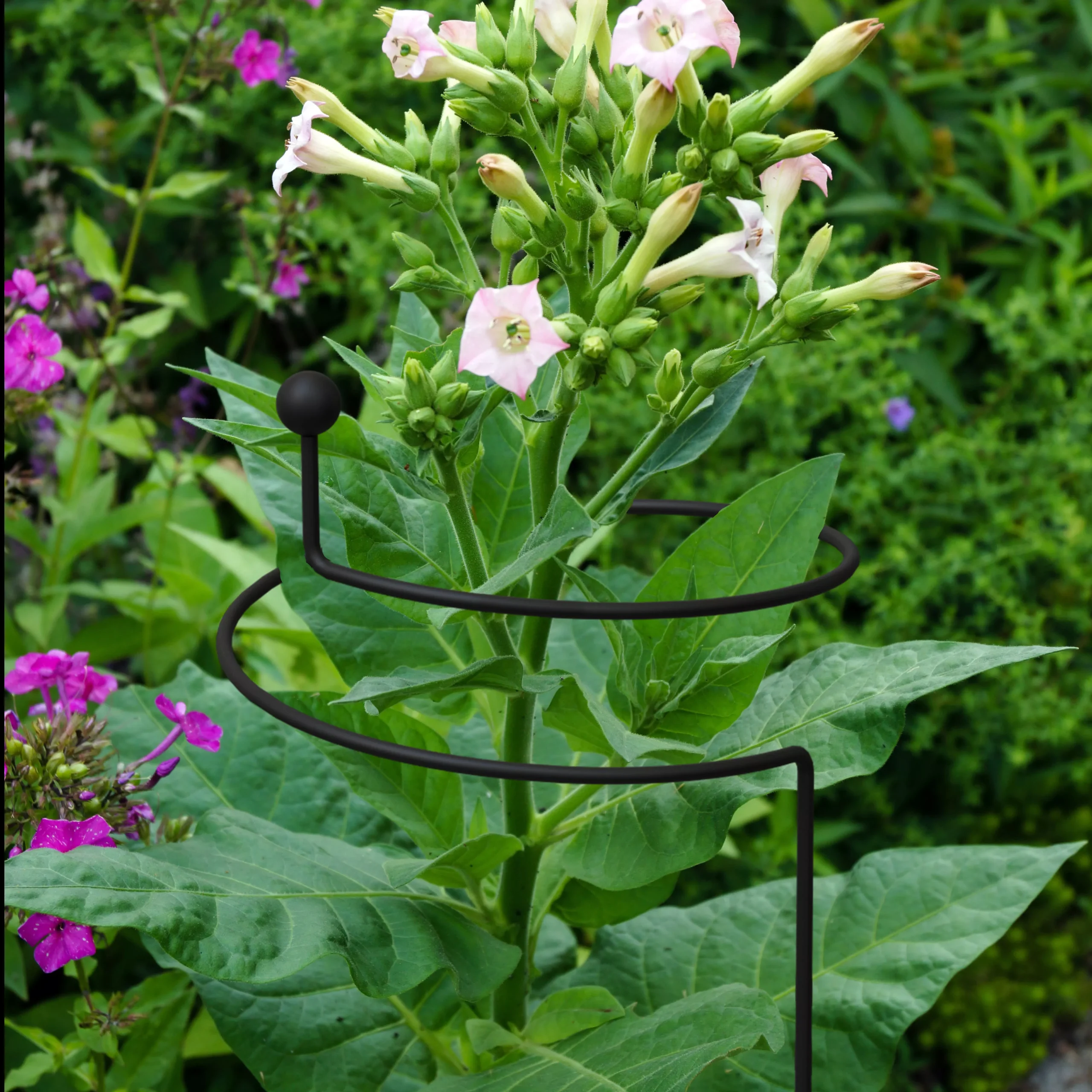 Panacea Steel Single Stem Plant Support (L)130cm (Dia)20cm 4 Panacea Steel Single Stem Plant Support (L)130cm (Dia)20cm - Image 2