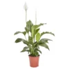 Peace Lily In 21cm Terracotta Plastic Grow Pot 2 Peace Lily In 21cm Terracotta Plastic Grow Pot -Greenie Shop peace lily in 21cm terracotta plastic grow pot3663602462651 02c bq