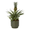 Pineapple Plant In 13.5cm Assorted Ceramic Decorative Pot -Greenie Shop pineapple plant in 13 5cm assorted ceramic decorative pot5059340224435 02c
