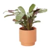 Prayer Plant Pale Grey Ceramic Decorative Pot 1 Prayer Plant Pale Grey Ceramic Decorative Pot -Greenie Shop prayer plant pale grey ceramic decorative pot5059340224312 02c