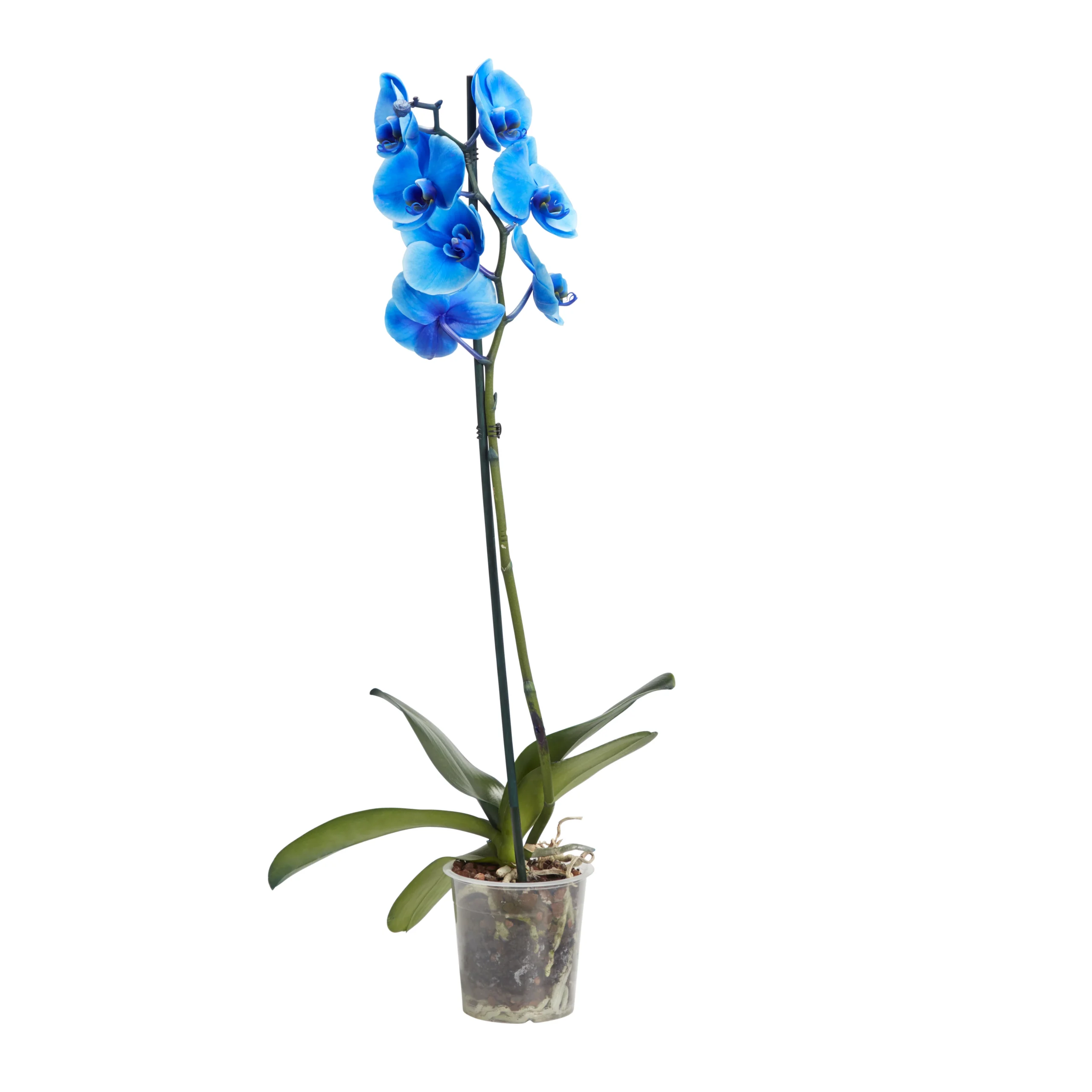 Single Stem Blue Moth Orchid In 12cm Clear Plastic Grow Pot 3 Single Stem Blue Moth Orchid In 12cm Clear Plastic Grow Pot