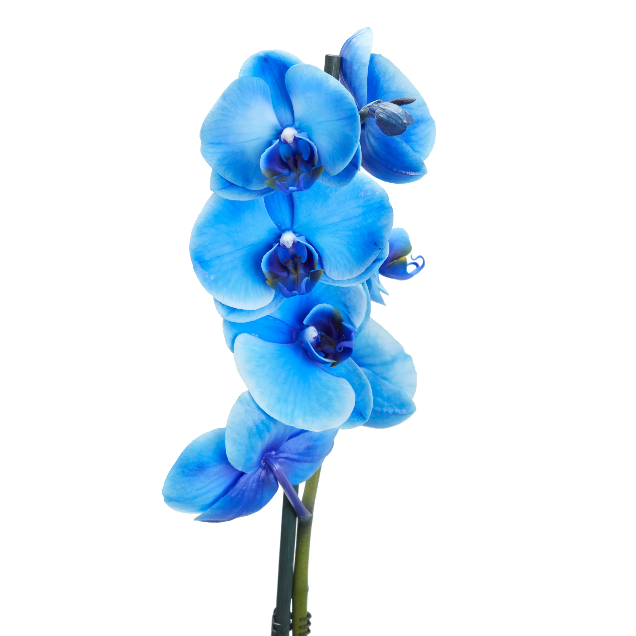 Single Stem Blue Moth Orchid In 12cm Clear Plastic Grow Pot 5 Single Stem Blue Moth Orchid In 12cm Clear Plastic Grow Pot - Image 3