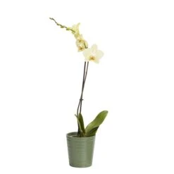 Greenie Shop 37 Single Stem Orchid In 12cm Assorted Ceramic Decorative Pot