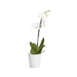 Greenie Shop -Greenie Shop single stem orchid in 12cm assorted ceramic decorative pot3663602462941 21c bq