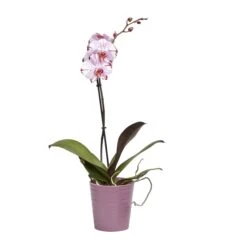Single Stem Orchid In 12cm Assorted Ceramic Decorative Pot -Greenie Shop single stem orchid in 12cm assorted ceramic decorative pot3663602462941 22c bq
