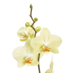 Single Stem Orchid In 12cm Assorted Ceramic Decorative Pot -Greenie Shop single stem orchid in 12cm assorted ceramic decorative pot3663602462941 37c bq