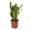 Snake Plant In 14cm Terracotta Plastic Grow Pot 1 Snake Plant In 14cm Terracotta Plastic Grow Pot -Greenie Shop snake plant in 14cm terracotta plastic grow pot3663602462576 02c bq