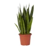 Snake Plant In 25cm Plastic Pot -Greenie Shop snake plant in 25cm plastic pot5059340224657 02c