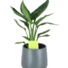 Strelitzia In 13cm Dark Grey Ceramic Decorative Pot -Greenie Shop strelitzia in 13cm dark grey ceramic decorative pot5059340224343 02c