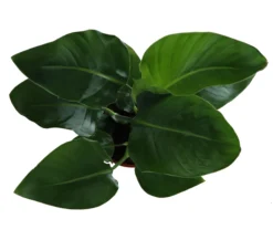 Strelitzia In 17cm Terracotta Plastic Grow Pot -Greenie Shop strelitzia in 17cm terracotta plastic grow pot5059340224374 36c