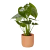 Swiss Cheese Plant In 13cm Assorted Ceramic Decorative Pot 1 Swiss Cheese Plant In 13cm Assorted Ceramic Decorative Pot -Greenie Shop swiss cheese plant in 13cm assorted ceramic decorative pot5059340224350 02c
