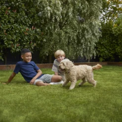 Verve Family & Sports Grass Seeds, 10kg 18 Verve Family & Sports Grass Seeds, 10kg -Greenie Shop verve family sports grass seeds 10kg3663602947516 05i