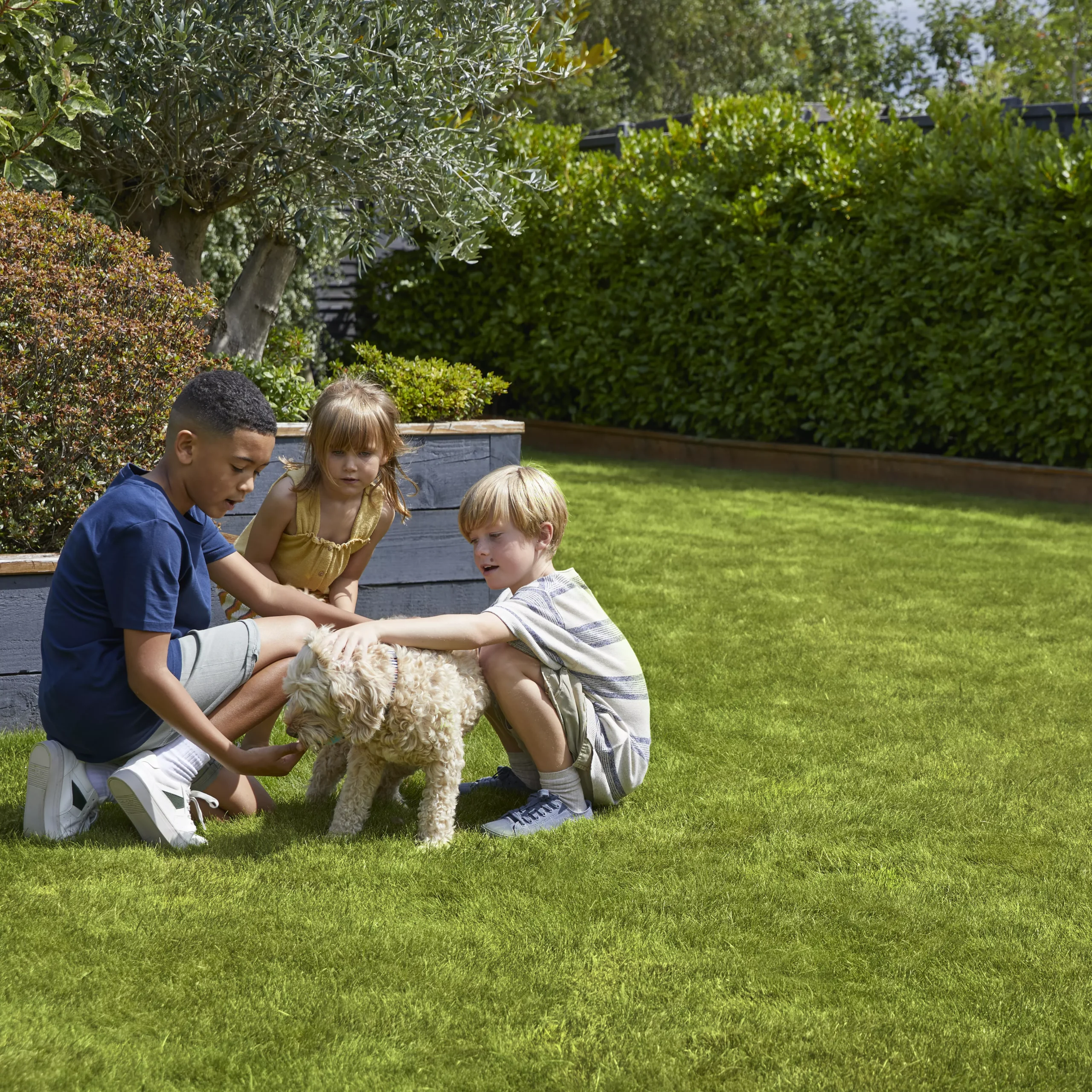 Verve Family & Sports Grass Seeds, 5kg 7 Verve Family & Sports Grass Seeds, 5kg - Image 5