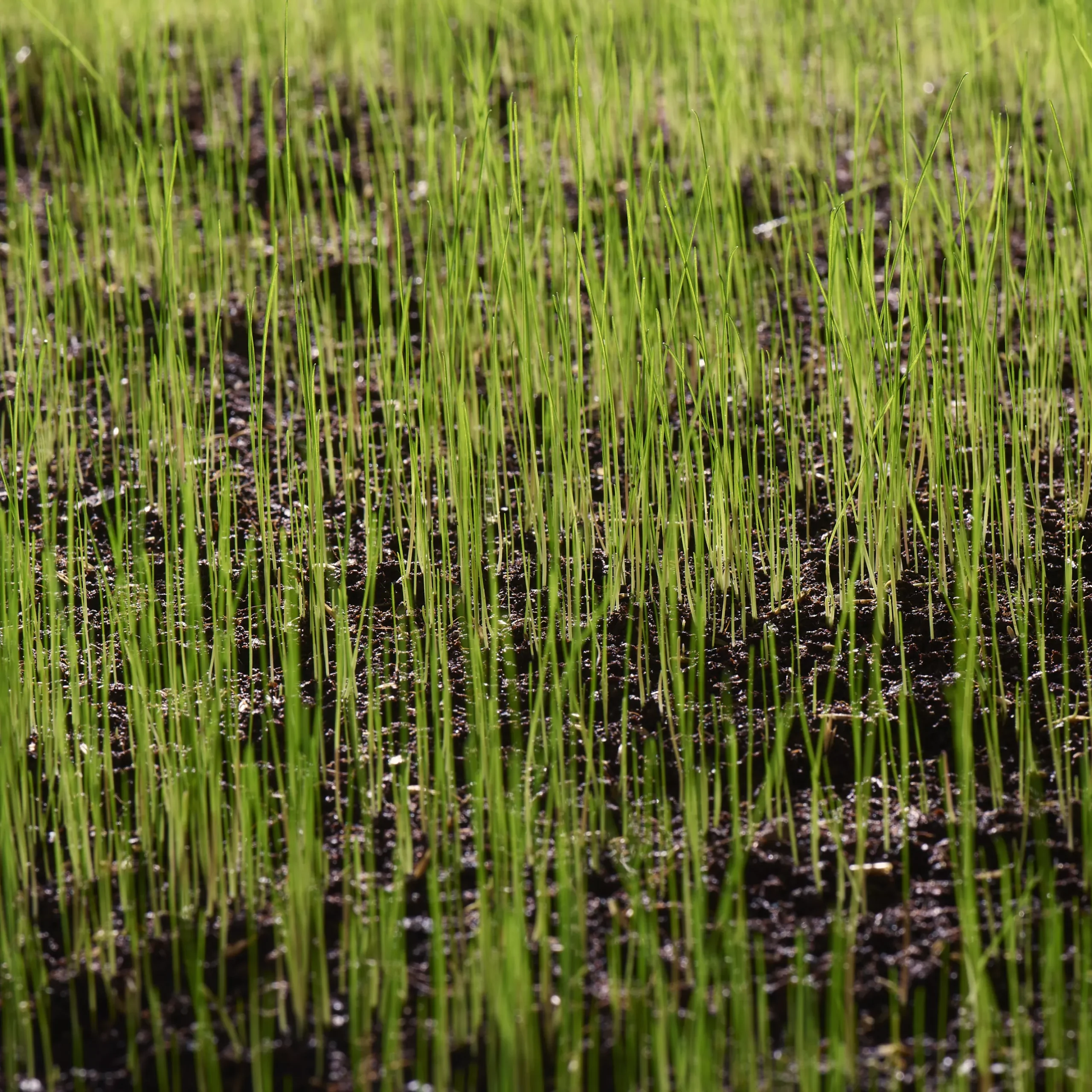 Verve Family & Sports Grass Seeds, 5kg 13 Verve Family & Sports Grass Seeds, 5kg - Image 11