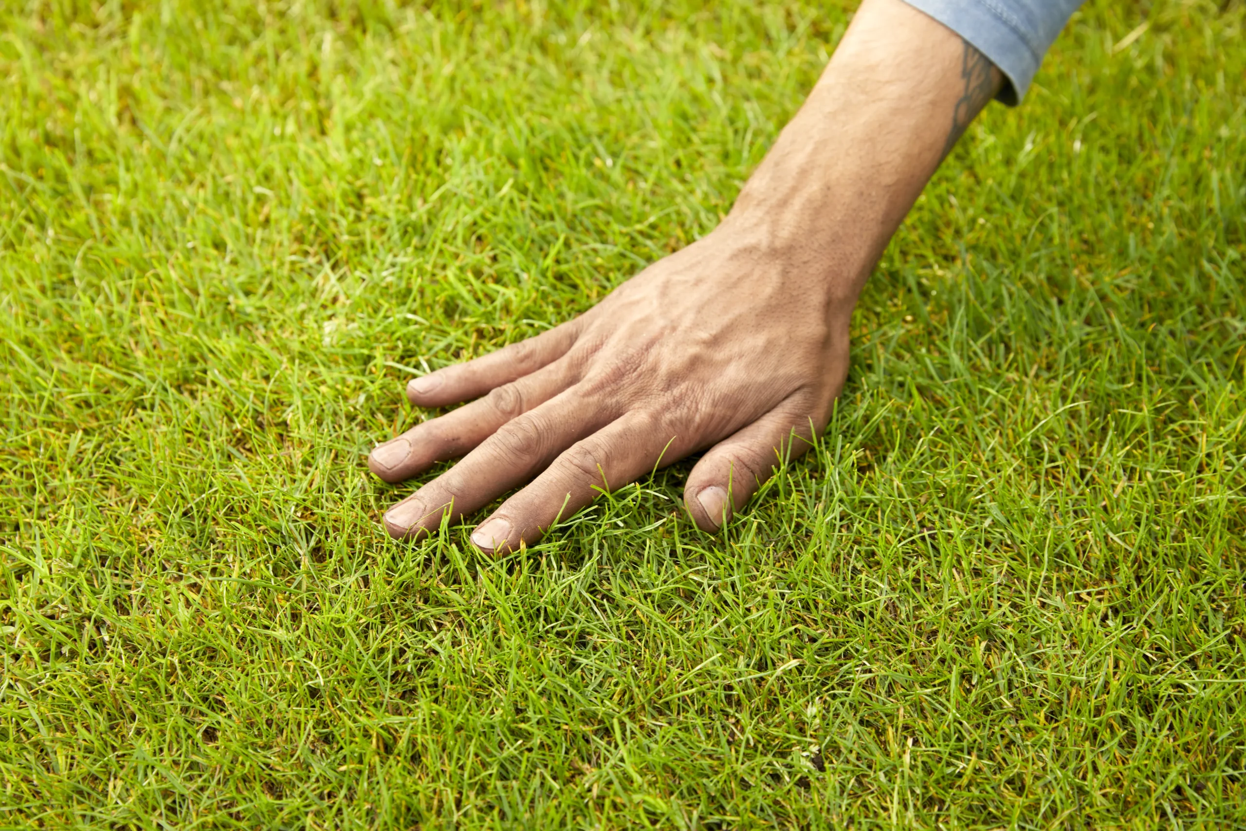 Verve Mamaterra Lawn Feed Granules 100m² 2.5kg 4 Verve Mamaterra Lawn Feed Granules 100m² 2.5kg - Image 2