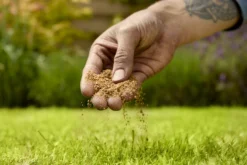 Verve Mamaterra Lawn Feed Granules 100m² 2.5kg 9 Verve Mamaterra Lawn Feed Granules 100m² 2.5kg -Greenie Shop verve mamaterra lawn feed granules 100m 2 5kg5063022034779 03i