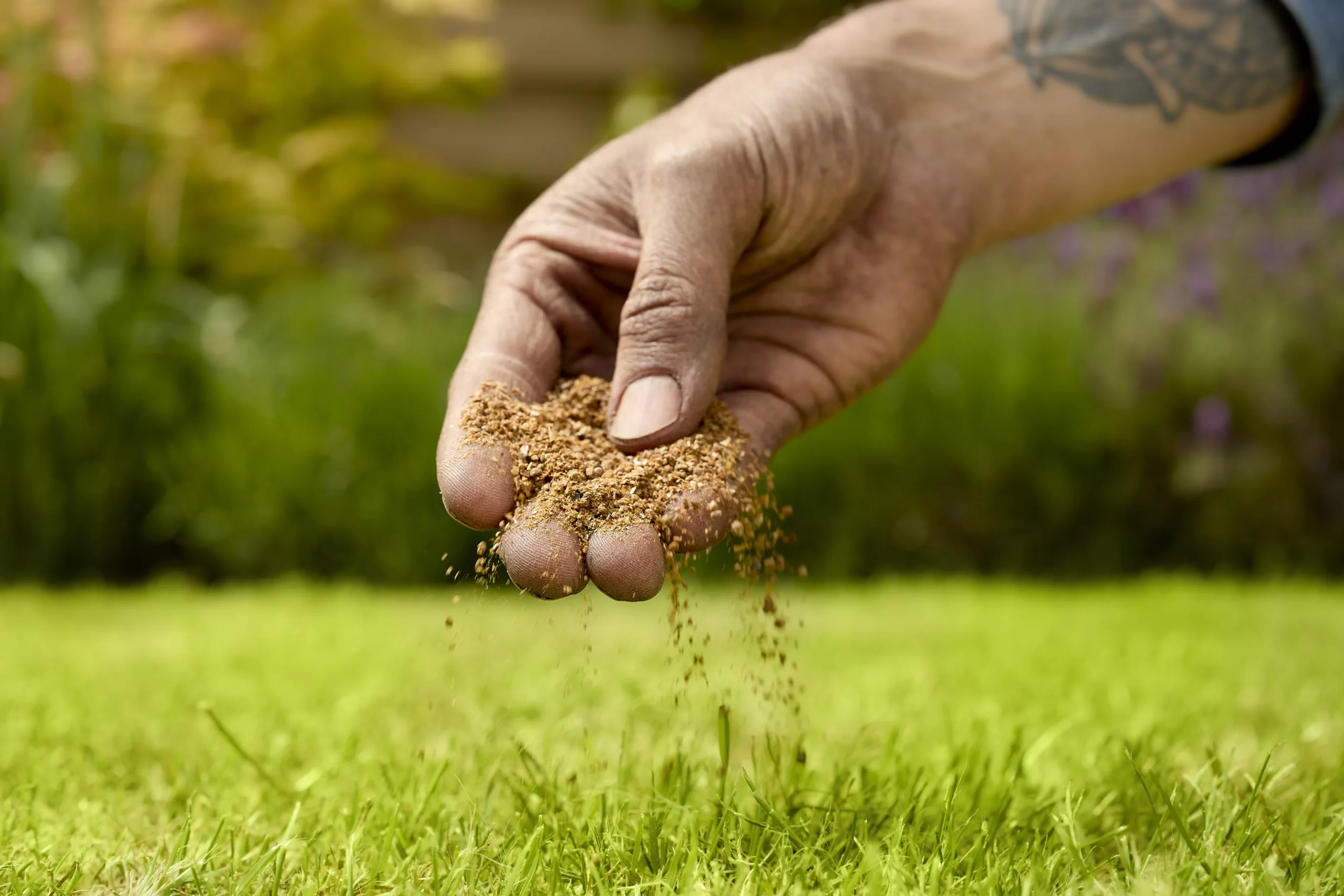 Verve Mamaterra Lawn Feed Granules 100m² 2.5kg 6 Verve Mamaterra Lawn Feed Granules 100m² 2.5kg - Image 4