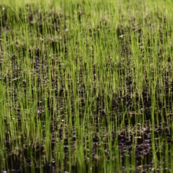 Verve Sunny Grass Seeds, 5kg 9 Verve Sunny Grass Seeds, 5kg -Greenie Shop verve sunny grass seeds 5kg3663602947516 10i