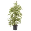 Weeping Fig In 21cm Black Plastic Grow Pot -Greenie Shop weeping fig in 21cm black plastic grow pot3663602462606 22c bq