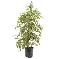 Greenie Shop 26 Weeping Fig In 21cm Black Plastic Grow Pot