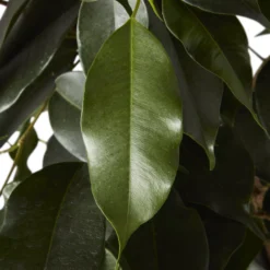 Greenie Shop -Greenie Shop weeping fig in 21cm black plastic grow pot3663602462606 36c bq