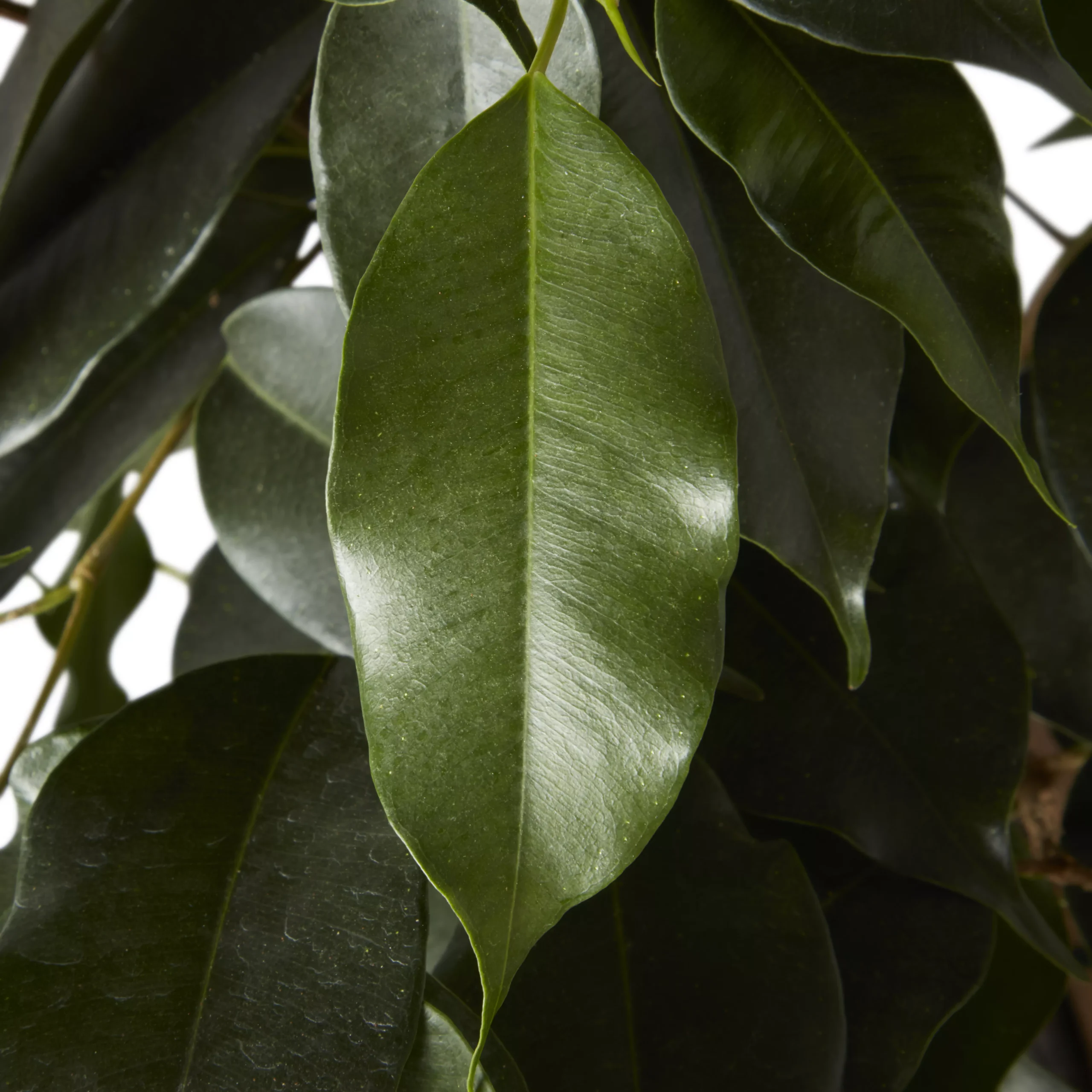 Weeping Fig In 21cm Black Plastic Grow Pot 4 Weeping Fig In 21cm Black Plastic Grow Pot - Image 2