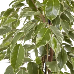 Weeping Fig In 21cm Black Plastic Grow Pot 8 Weeping Fig In 21cm Black Plastic Grow Pot -Greenie Shop weeping fig in 21cm black plastic grow pot3663602462606 37c bq