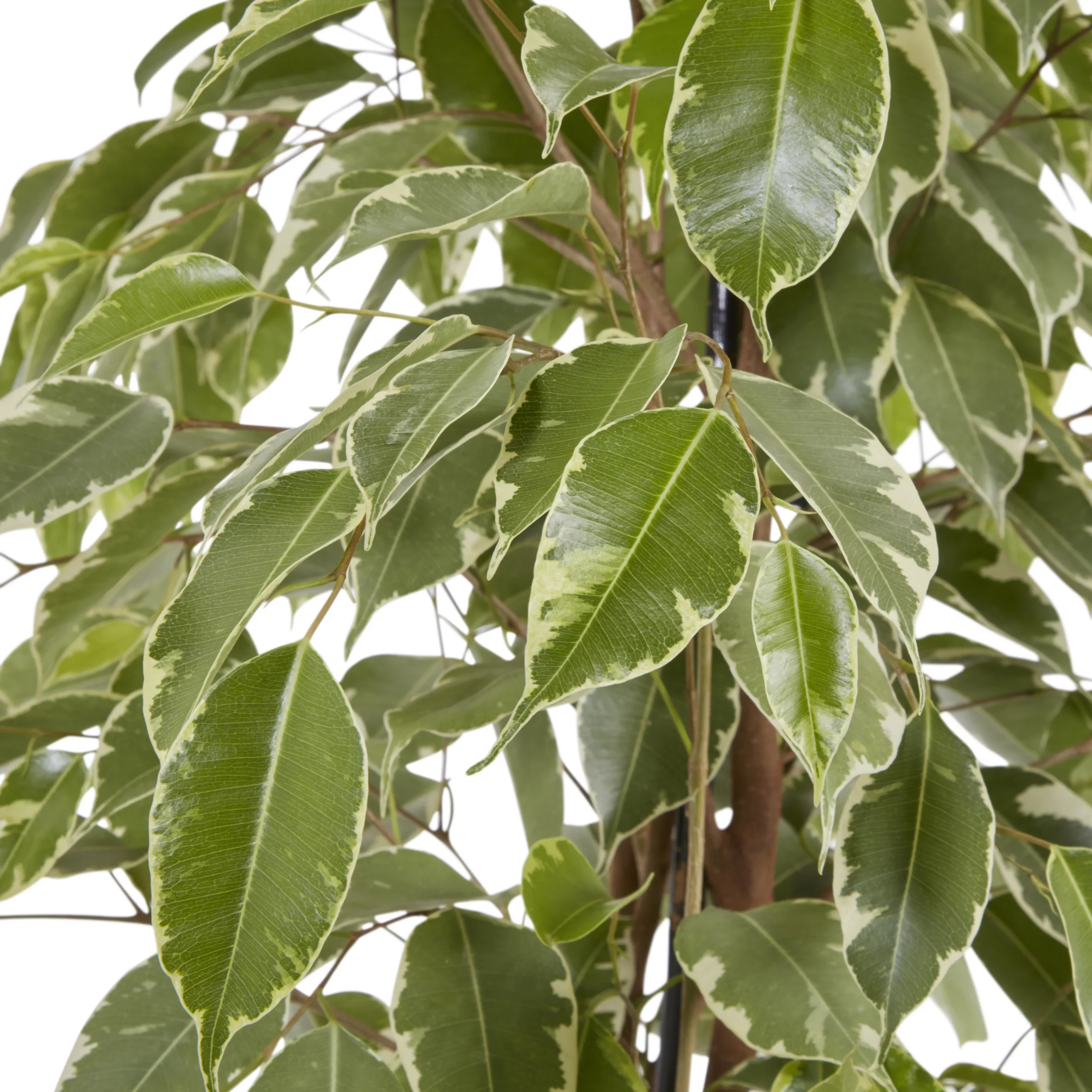 Weeping Fig In 21cm Black Plastic Grow Pot 5 Weeping Fig In 21cm Black Plastic Grow Pot - Image 3