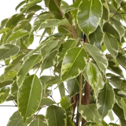 Weeping Fig In 21cm Black Plastic Grow Pot 9 Weeping Fig In 21cm Black Plastic Grow Pot -Greenie Shop weeping fig in 21cm black plastic grow pot3663602462606 38c bq