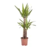 Yucca In 19cm Terracotta Plastic Grow Pot 1 Yucca In 19cm Terracotta Plastic Grow Pot -Greenie Shop yucca in 19cm terracotta plastic grow pot3663602463719 02c bq