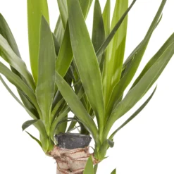 Greenie Shop -Greenie Shop yucca in 19cm terracotta plastic grow pot3663602463719 36c bq
