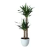 Yucca In 24cm Assorted Ceramic Decorative Pot 2 Yucca In 24cm Assorted Ceramic Decorative Pot -Greenie Shop yucca in 24cm assorted ceramic decorative pot5059340832647 02c