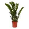 Zamiolculcas In 21cm Terracotta Plastic Grow Pot -Greenie Shop zamiolculcas in 21cm terracotta plastic grow pot5059340224541 02c
